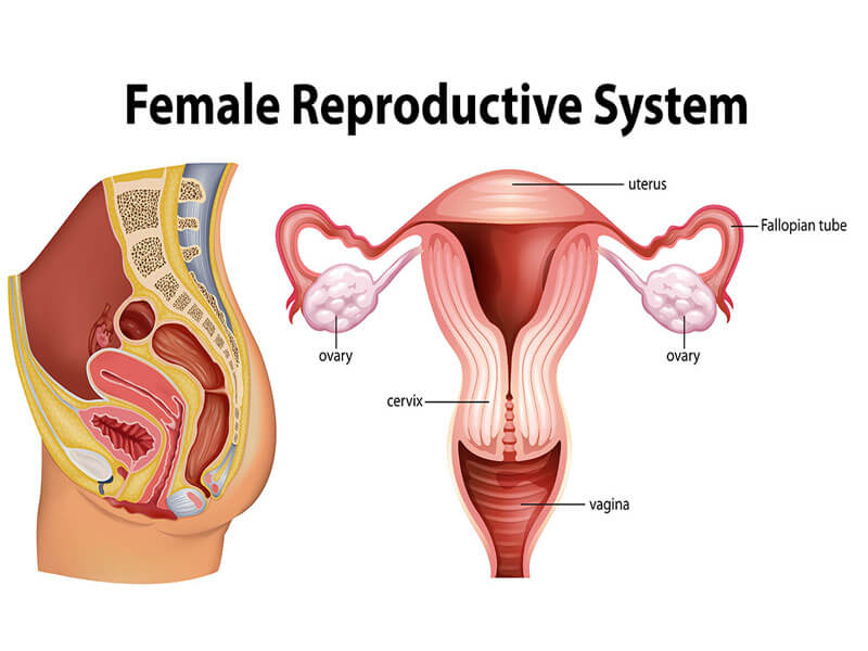 Cancers in the Female Reproductive Organs: Symptoms, Prevention, and Advanced Treatment Options